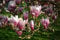 Tulpen Magnolien - Magnolia Soulangeana - 10 Frische Samen