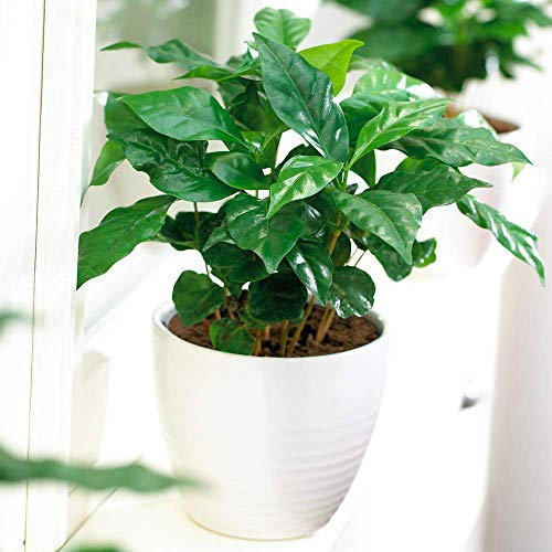 Caféier Plante Coffea Arabica - Plante d'Intérieur Décorative de Qualité Supérieure en Pot de 13 cm