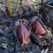 Fleischfressende Pflanzen Zwergkrug Samen, gartenpflanzen Cephalotus follicularis, gartenpflanzen winterhart winterharte balkonpflanzen bonsai samen alte sorten büropflanzen stauden 10pcs
