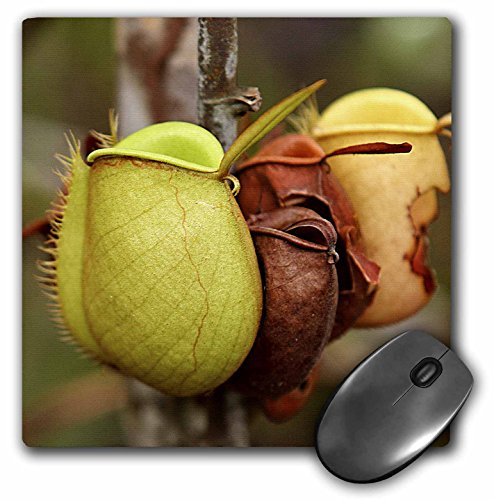 3dRose mp_72097_1 8 x 8-Inch Borneo, Malaysia, Sarawak, Pitcher Plant Flora-As23 Jst0032 - Jay Sturdevant Mouse Pad