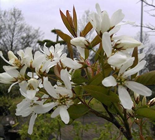 Amelanchier Ballerina - Felsenbirne Ballerina Preis nach Größe 60-100 cm