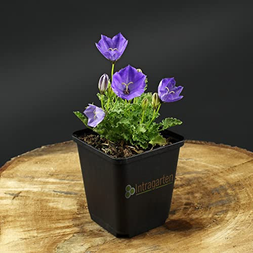 10 Stück Campanula carpatica Blue Clips von Intragarten niedrige Glockenblume im Topf