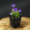 10 Stück Campanula carpatica Blue Clips von Intragarten niedrige Glockenblume im Topf