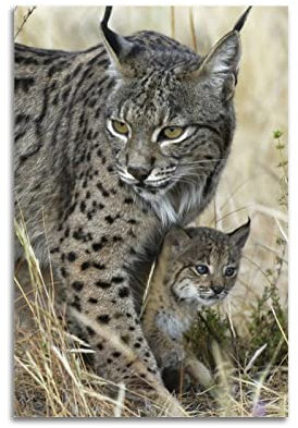 YIBIN Tier-Poster für Schlafzimmer, Luchs-Rufus-Poster, dekoratives Gemälde, Leinwand, Wandposter und Kunstbild, modernes Familien-Schlafzimmer, Dekor-Poster, 20 x 30 cm