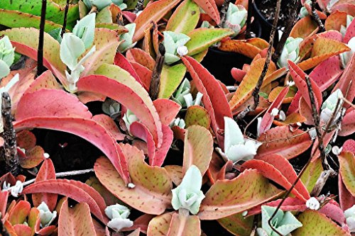 Kalanchoe gastonis-bonnieri, orecchie d'asino pianta esotica seme suculente 50 Semi