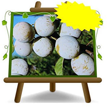 Recinella-Pflaumen - Obstpflanze alte Frucht auf Blumentopf 26 - Baum max 200 cm – 4 Jahre Anbau Italien