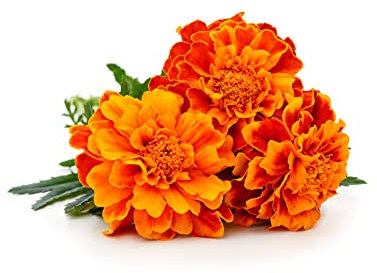 Bedding Plants, Marigold 'French Mix', 20 x Full Plant Pack, Marigold Plants, Garden Flowers, Marigolds, Garden Ready and Ready to Plant, Premium Quality Flowers