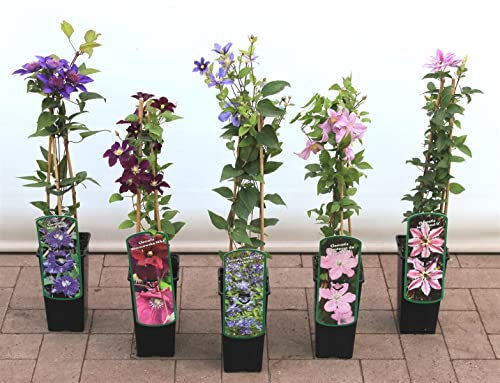 Clematis viticella 'Waldenburg' 40-60 cm - Italienische Waldrebe, violette Blüten, Blütezeit Juni-September, ideal für Rankgerüste, pflegeleicht und winterhart