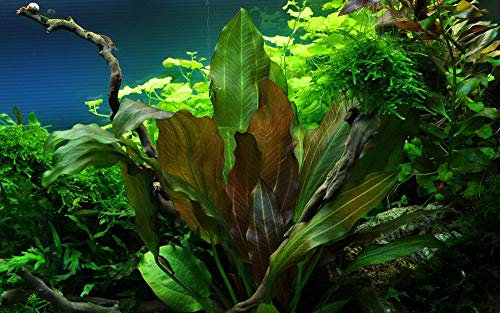 Tropica Aquarium Pflanze Echinodorus 'Reni' rot Nr.072D Wasserpflanzen Aquarium Aquariumpflanzen