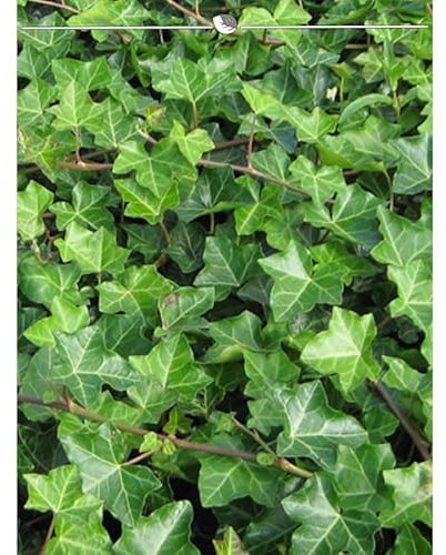 Irischer Efeu Hedera hibernica 80-100 cm IM TOPF. Angebot: 12 Pflanzen. Winterhart