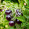 Tomatensamen Wintergemüse Kletterpflanzen Winterhart Bonsai Samen Tomaten Frisch Gemüsesamen Stauden Winterhart Mehrjährig Bodendecker Ingarden Geschenke Für Den Garten 100 Tomaten Saatgut