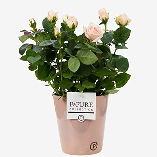 Pink Indoor Rose Plant with Pot, Houseplant Real Indoor Plant for Office, Home, Bedroom, Kitchen and Living Room, Perfect for Clean Air, Delivered Next Day