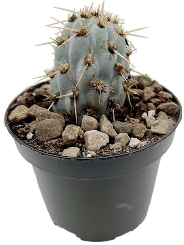 Fangblatt - Miqueliopuntia miquelii - Blauer Kaktus im Ø 9 cm Topf - exotische Sukkulente - Pflegeleichte Zimmerpflanze