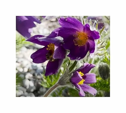 Stk - 25x Küchenschelle Anemone pulsatilla Garten Pflanzen - Samen F-S417 - Seeds & Plants Shop by Ipsa