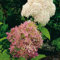 Rispenhortensie Phantom cremeweiß-rosarot - Hortensie winterhart & mehrjährig - Hydrangea paniculata - 1 Pflanze von Garten Schlüter - Pflanzen in Top Qualität