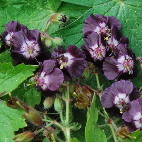 Plant World Seeds - Geranium Phaeum Seeds (Perennial Flower Seeds)