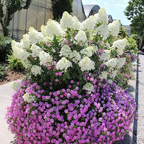 1, rose: Shopvise hortensia Graines jardin 20Pcs / Pack Couleur (rose)