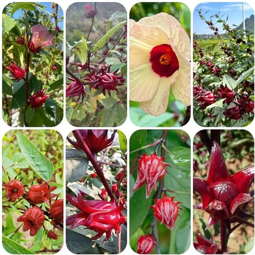 Semi di Hibiscus Sabdariffa - piante da giardino piante resistenti in vaso piante perenni resistenti e perenni vasi per piante semi di bonsai fiori perenni resistenti da giardino 500pcs