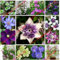 SVI Frische 30pcs Waldrebe Blumensamen für das Pflanzen Mischfarbe