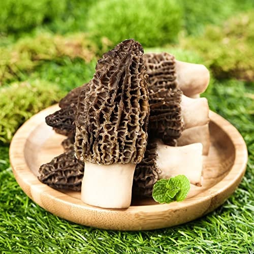 50 Stück Morcheln pilze züchten samen mushroom fungi pilz - Seltene Pflanzen serie - winterfeste pflanzen für balkon alte gemüsesorten samen gemüse gemüsesamen
