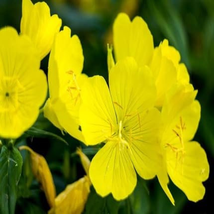 100pcs Candelabra Primrose Flower Seeds,Yellow
