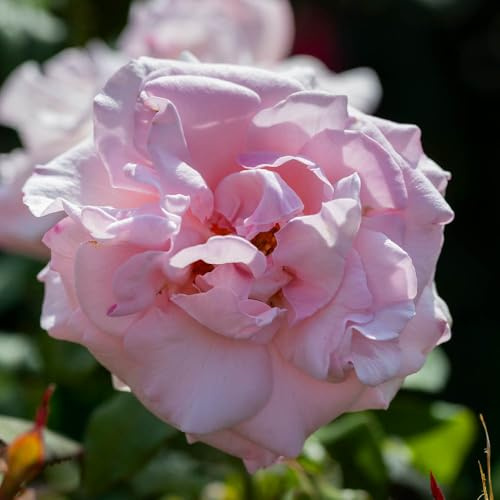YouGarden Harkness Roses Julia's Rose, Hybrid Tea Bush, 4 Litre Pot, Pink Amber Fragrant, Ready To Plant