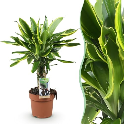 Dracaena fragrans Golden Coast - Árbol dragón - Bajo mantenimiento - Verde - 50-55cm - Ø17cm - Planta de interior - Hojas perennes