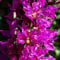 Welldales 100 Pond Plant Seeds Rose Purple Loosestrife Perennial Bee & Butterfly Lythrum