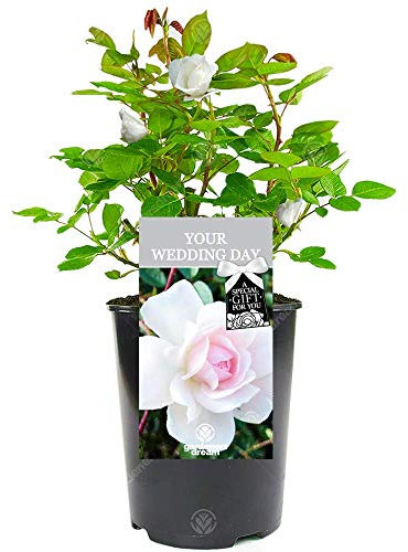 Your Wedding Day Rose - Celebrate The Happy Couple's Big Day with a Unique Living Plant Gift
