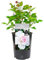 Your Wedding Day Rose - Celebrate The Happy Couple's Big Day with a Unique Living Plant Gift