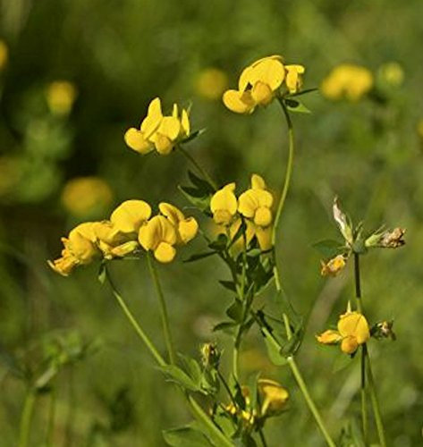 Gewöhnlicher Hornklee - Lotus corniculatus