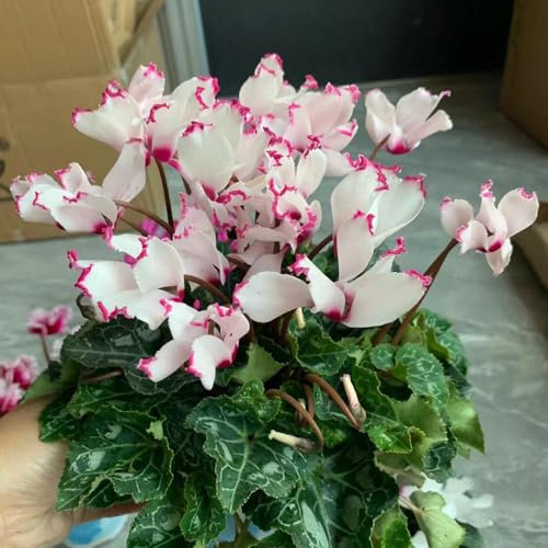 10 pcs Alpenveilchen winterhart pflanzen samen, winterharte pflanzen für garten,Cyclamen persicum, kübelpflanzen winterhart mehrjährig kräuter indoor garden historisches saatgut kleines
