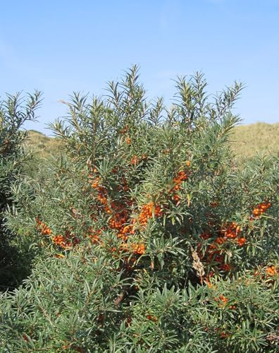 Sanddorn 1000 Samen -Hippophae rhamnoides- Essbar und Gesund