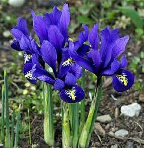Portal Cool 50 XDwarf Iris Reticulata Bulbos Principios de la primavera de la floración. pedido con anticipación
