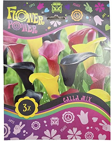 3 x Calla Mix – Also Known as Calla Lily/Lily of The Nile – Easy to Grow – Perennials – Perfect for Beds, Borders & Containers – for Your Beautiful Garden