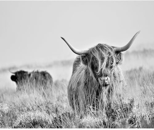decomonkey - Papier Peint Panoramique Adhésif Animaux Bison 392x280 cm - Stickers Muraux Salon Chambre Déco XXL Autocollant Bureau - Gris noir - La photographie vaches prairie nature animaux