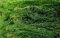 Live Guppy Grass Aquarium Fish Tank Plant, Najas Sp Major., Portion, Grows Very Fast, Fry Saver