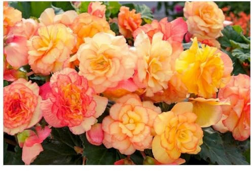 Buy4seeds 15 Seeds Flower Begonia Tuberous on top Sunset Shades Useful for Garden and Outdoor