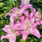 8 pz Acquista bulbi di giglio - Lilium brownii - bulbi a fioritura precoce, fiori recisi gigli giganti gigli d'albero tuberi resistenti piante d'appartamento da giardino fiorito vere