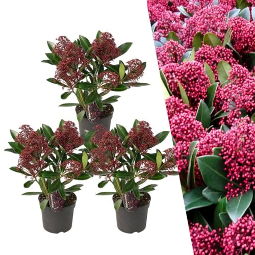 Plants by Frank Skimmia Rubella, 3x Blütenskimmie Rot, Ø 10,5 cm | Blütenskimmie Rot Pflanze, Blühende Sträucher Winterhart Immergrün, Ziersträucher, Ziergehölze, Topf 10,5 cm, Höhe: 20 cm