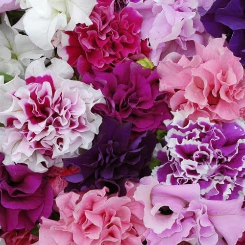 Perfect Plants - Petunia Double Flowered Mixed Bedding Plants - 6 Pack Garden Ready Plants