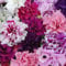 Perfect Plants - Petunia Double Flowered Mixed Bedding Plants - 6 Pack Garden Ready Plants
