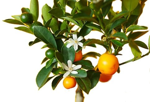 Mini Naranjo Árbol Frutal Natural para el Hogar