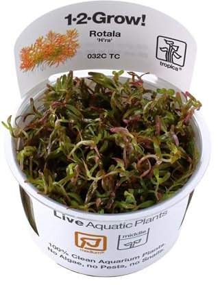 Tropica Rotala 'H'ra' 1-2-GROW!