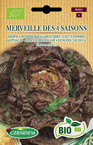 Germisem Kopfsalat MERVEILLE DES 4 SAISONS