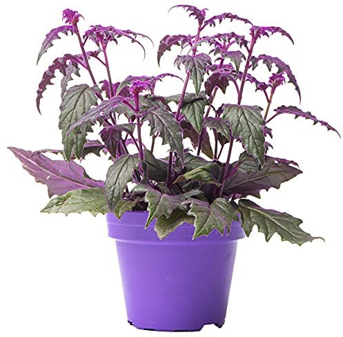 Gynura Purple Passion - Velvet Plant | Indoor Home Office Plant (10-20cm in Pot)