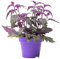 Gynura Purple Passion - Velvet Plant | Indoor Home Office Plant (10-20cm in Pot)