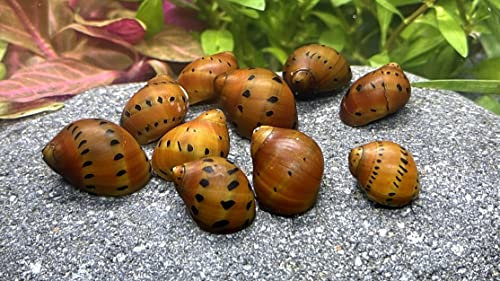 WaterPlants 5 Orange Track Rennschnecken, Algenfresser, Aquarium Schnecke