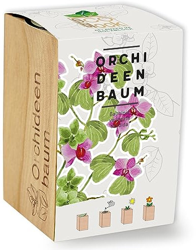 Feel Green ecoblock Orchideenbaum, Nachhaltige Geschenkidee (100% Eco Friendly), Grow Your Own/Anzuchtset, Pflanzen im Holzblock, Made in Austria, Holz