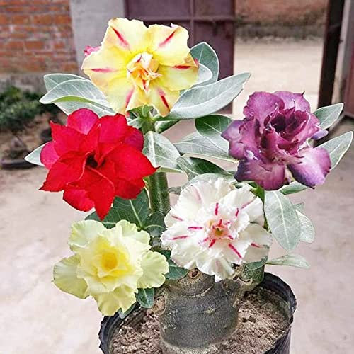 Rosa del deserto (Adenium obesum) Colore misto-Piante primaverili popolari-Piante grasse